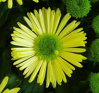 Star Mist Yellow